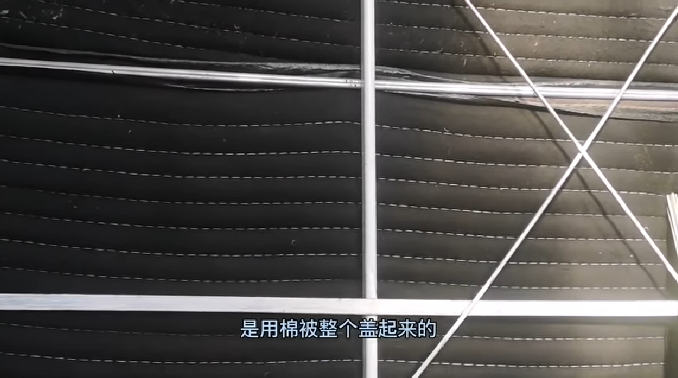 大棚芸豆种什么品种好_大棚芸豆高效栽培技术_大棚芸豆种植技术视频