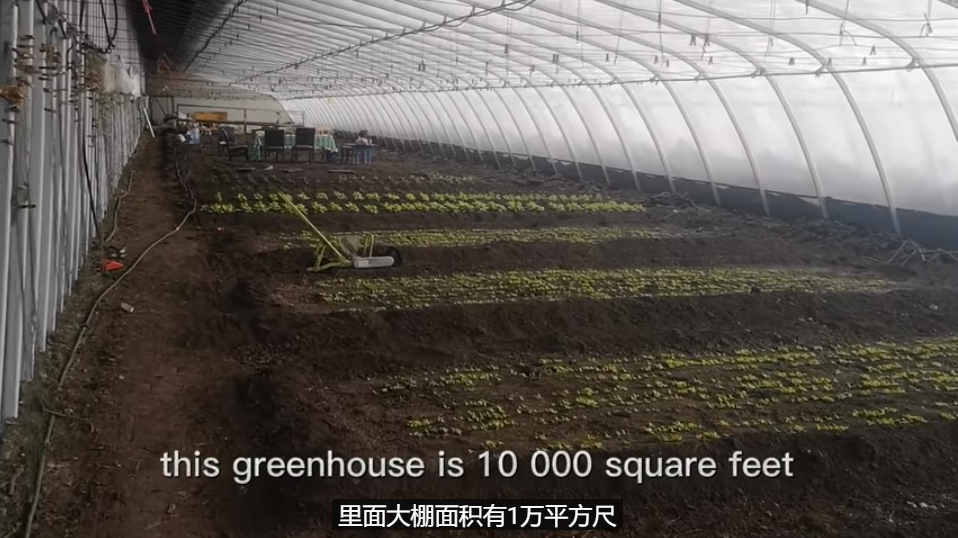 大棚芸豆高效栽培技术_大棚芸豆种什么品种好_大棚芸豆种植技术视频