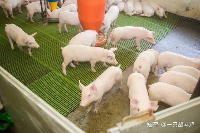 母猪养殖技术与疾病_母猪养殖措施_养殖母猪疾病技术指南