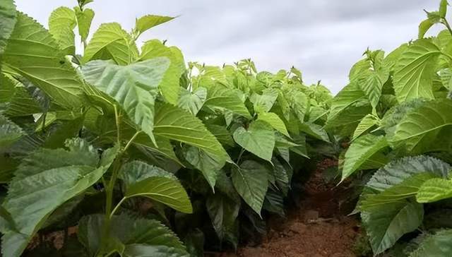 平舆县庙湾镇：用桑树托起致富梦的带头人
