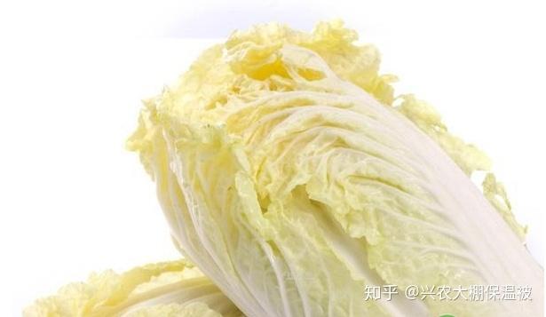 贻贝吃什么长大养殖_贻贝苗出售_贻贝高产养殖新技术