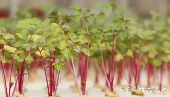 菜智康芽苗菜种植有哪些优势？