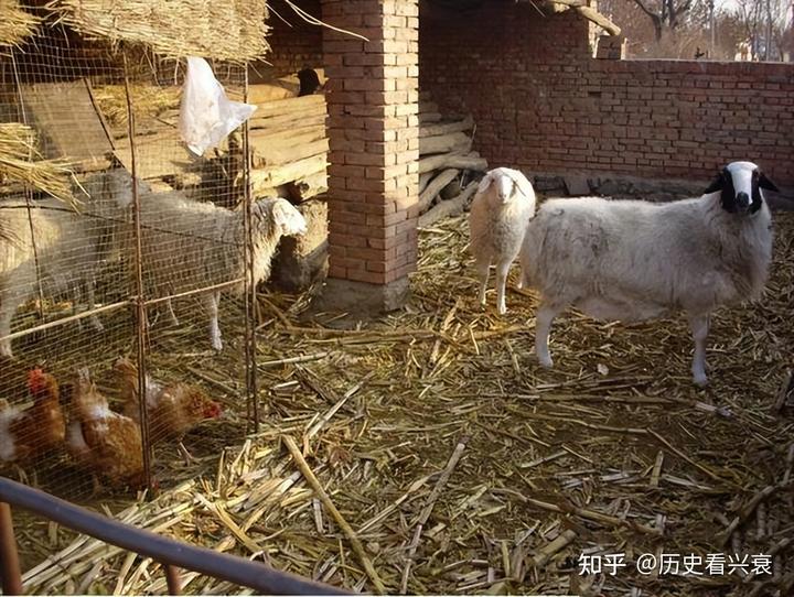 致富农村养牛文案_致富经农村养牛_农村养殖致富门路养牛