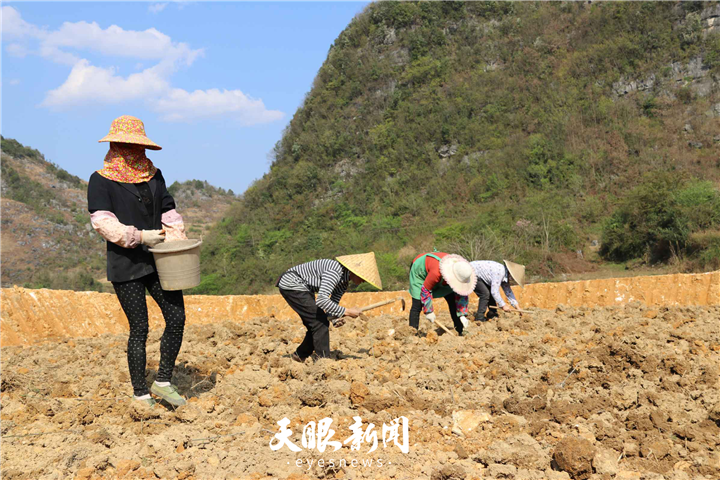 种植桑树致富_致富种植桑树图片_种植桑树前景如何