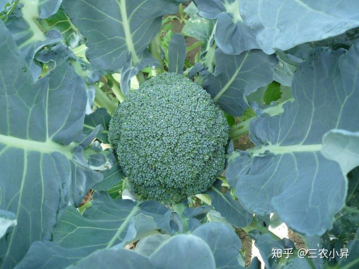 西兰花种植栽培技术，懂这些管理措施，高产又保收