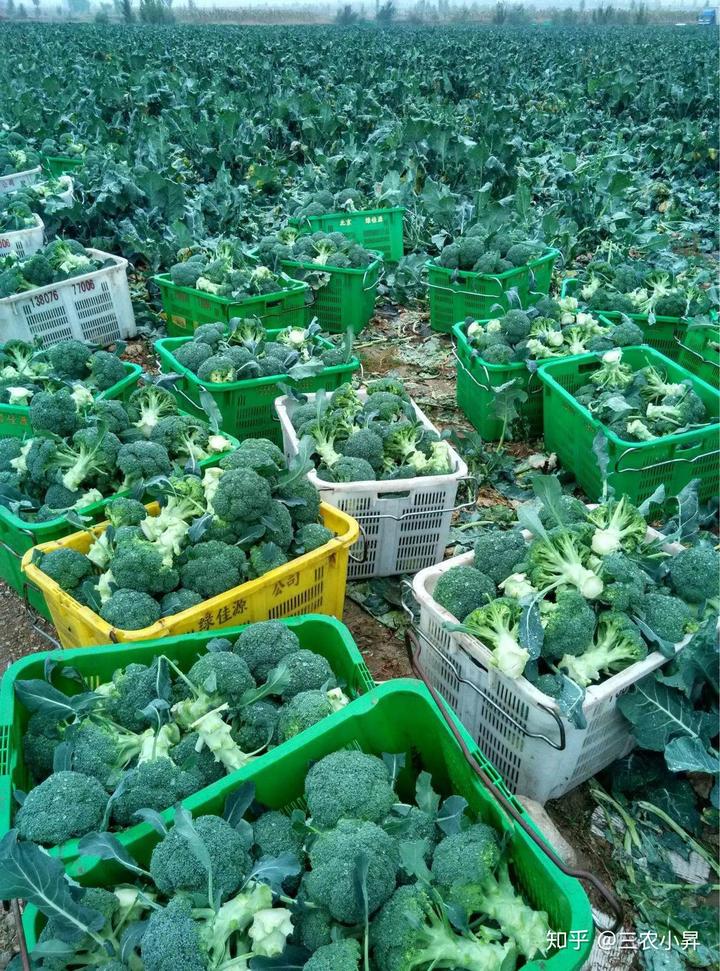 黄芪高产栽培新技术_黄芪高产种植技术_高产黄芪种植技术与管理