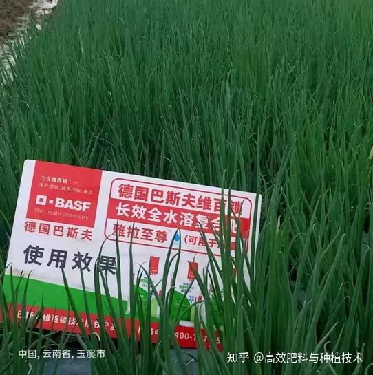 大葱种植全过程_大葱种植技术视频农广天地_大葱的种植技术整套视频