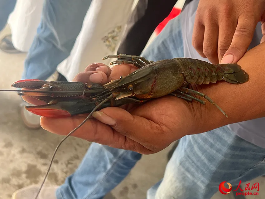 致富经澳洲龙虾_致富经澳洲淡水龙虾养殖视频_澳洲淡水小龙虾致富经