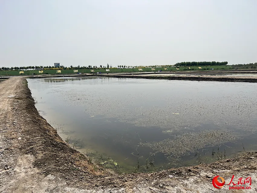 澳洲淡水小龙虾致富经_致富经澳洲淡水龙虾养殖视频_致富经澳洲龙虾