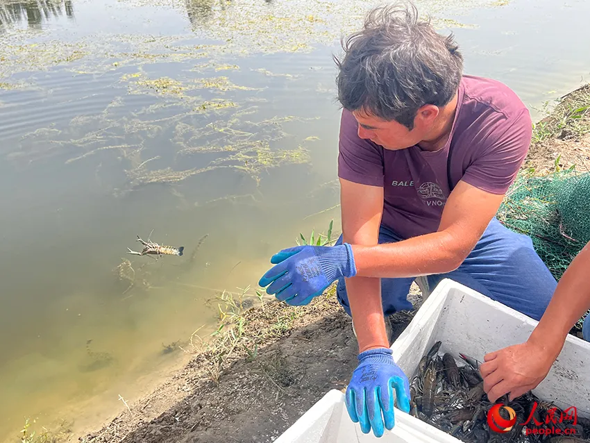 致富经澳洲淡水龙虾养殖视频_致富经澳洲龙虾_澳洲淡水小龙虾致富经