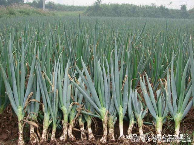 大葱种植技术视频教程_大葱的种植技术整套视频_大葱种植技术视频农广天地