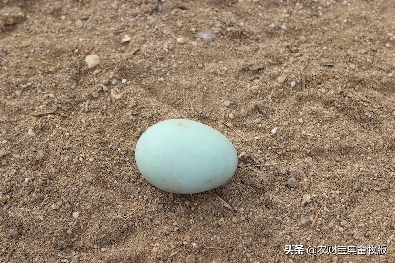 点解？全国农牧巨头都聚焦在广西此地！产量占全国海鸭蛋70%