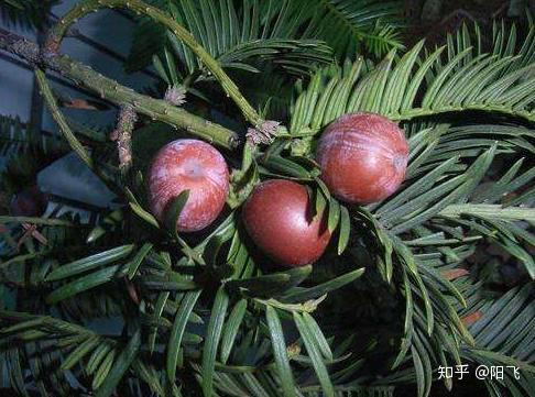 高产黄芪种植技术视频_黄芪高产栽培新技术_黄芪高产种植技术