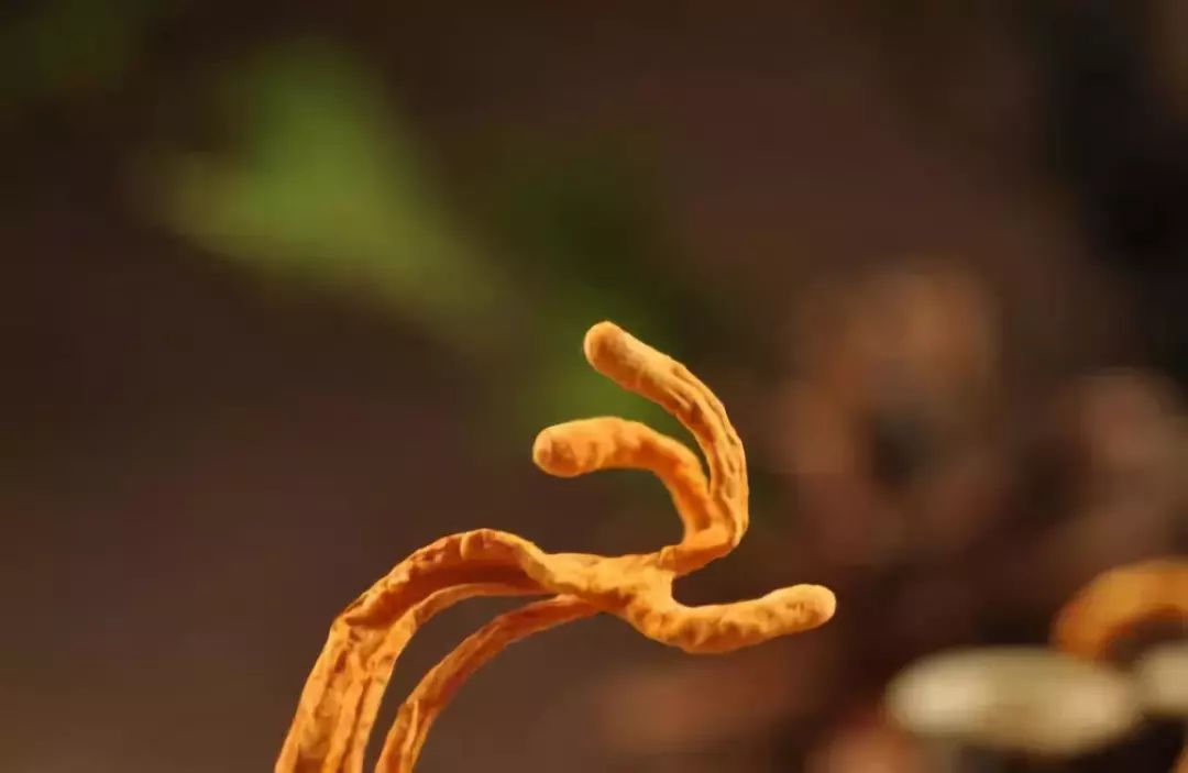 鱼目草种植技术_种植草目鱼技术要求_鱼目草哪里有