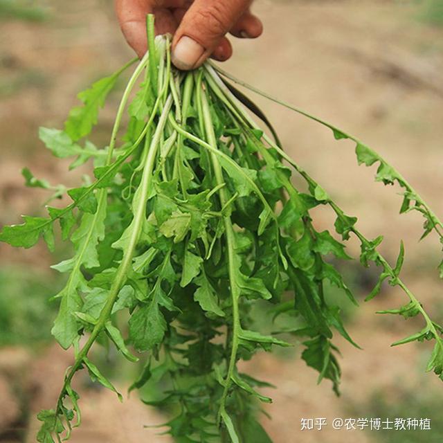 种植荠菜技术及荠菜种植_荠菜露地种植技术_种植荠菜露地技术要点
