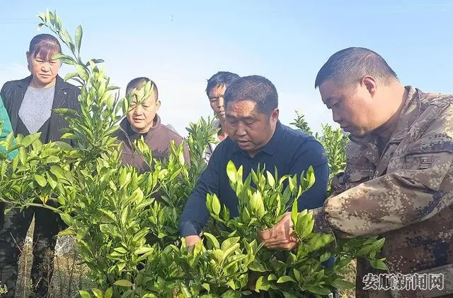 致富苗种植荒山怎么样_致富苗种植荒山图片大全_荒山种植致富苗