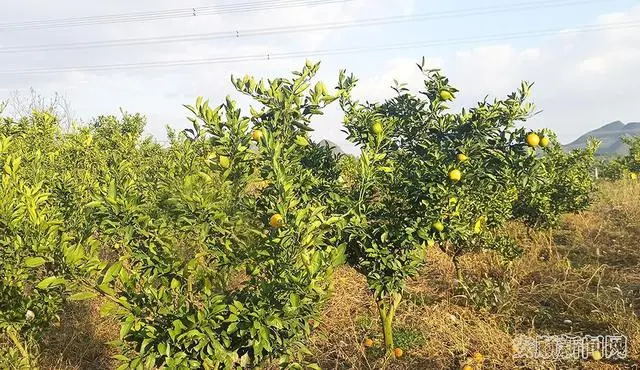 荒山种植致富苗_致富苗种植荒山图片大全_致富苗种植荒山怎么样
