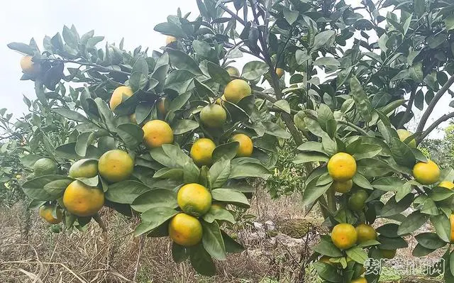 荒山种植致富苗_致富苗种植荒山图片大全_致富苗种植荒山怎么样