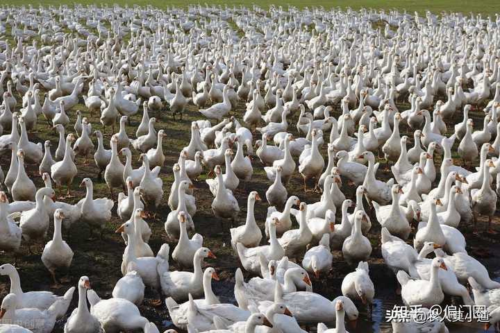 现在农村好多人在搞养殖，那么农村养殖什么最赚钱呢？