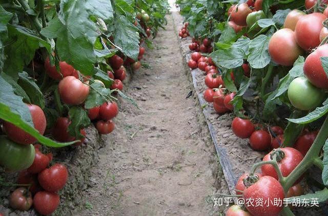 栽培西红柿种植农业技术要点_西红柿栽培_农业种植西红柿栽培技术