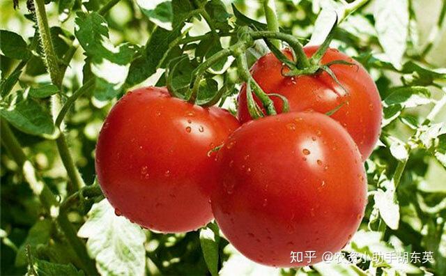栽培西红柿种植农业技术要点_农业种植西红柿栽培技术_西红柿栽培