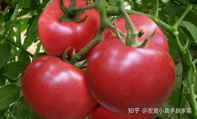 农业种植西红柿栽培技术_栽培西红柿种植农业技术要点_西红柿栽培