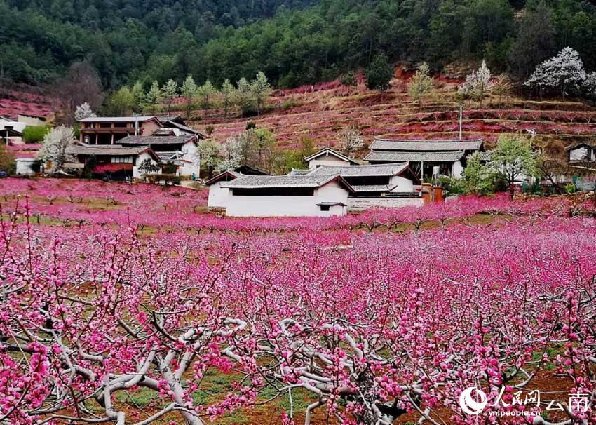 吉北科的200亩桃花竞相绽放。唐新华摄