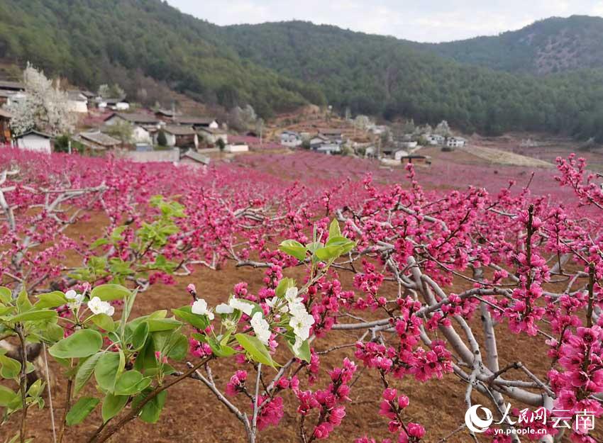 吉北科的200亩桃花竞相绽放。唐新华摄