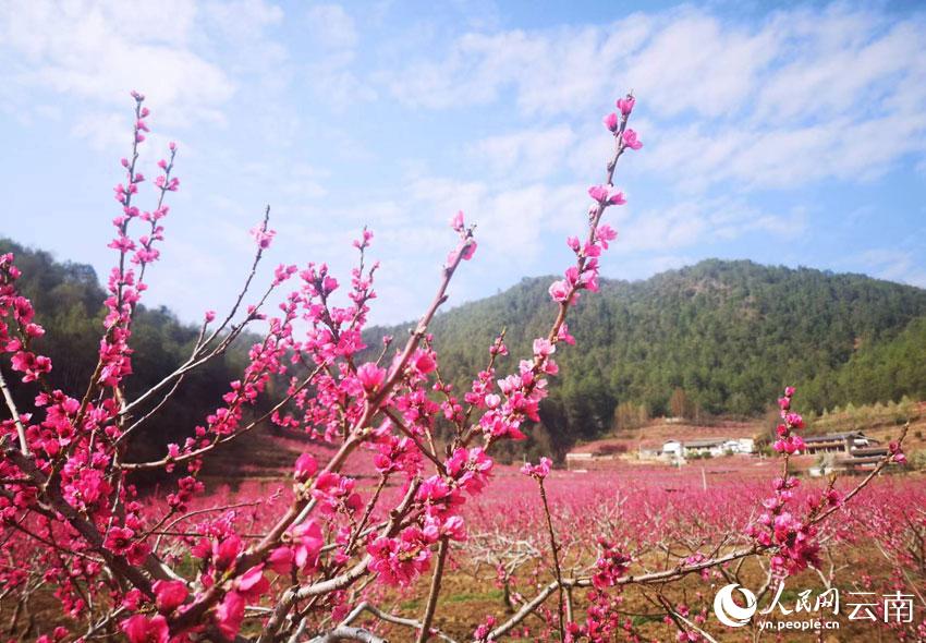 吉北科的200亩桃花竞相绽放。唐新华摄