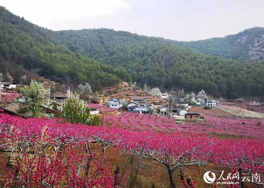 吉北科的200亩桃花竞相绽放。唐新华摄