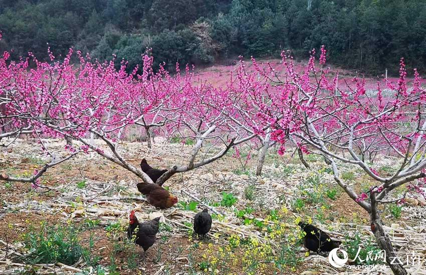 吉北科的200亩桃花竞相绽放。唐新华摄