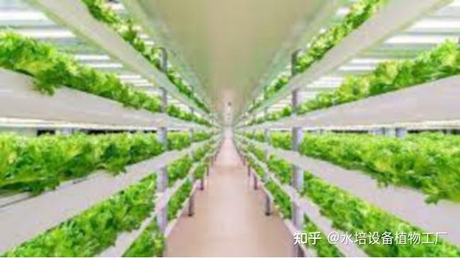 树莓大棚种植技术视频_大棚果树种植技术视频_树莓种植每亩成本