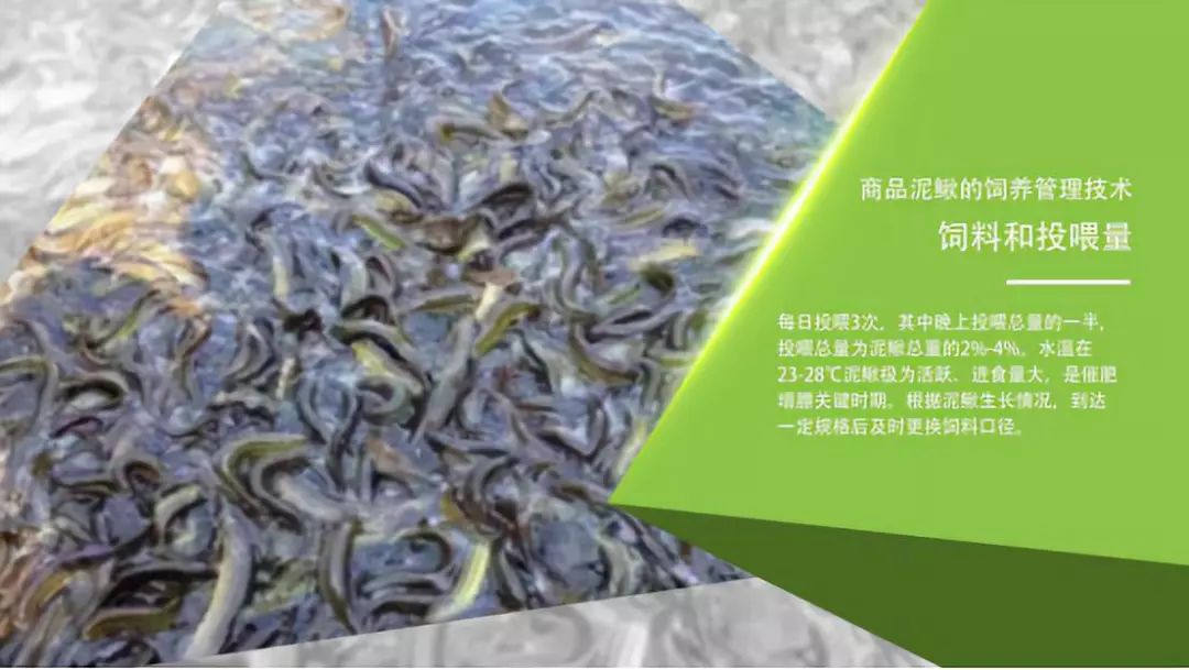 养殖泥鳅的技术_致富养殖泥鳅技术视频教程_致富泥鳅养殖技术