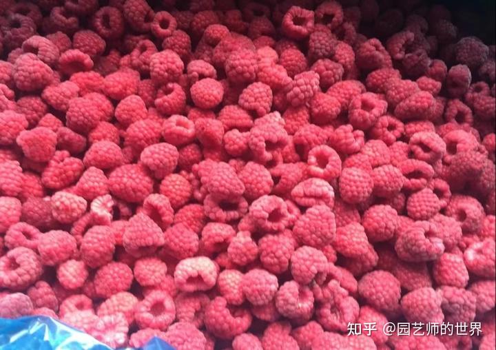 大棚果树种植技术视频_树莓大棚种植技术视频_树莓种植每亩成本