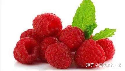 树莓大棚种植技术视频_大棚果树种植技术视频_树莓种植每亩成本