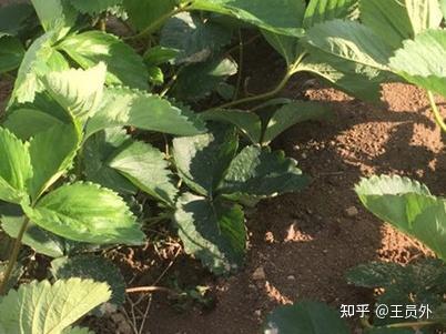 蓝梅种植与繁殖技术_蓝梅种植技术指导_蓝梅栽植技术