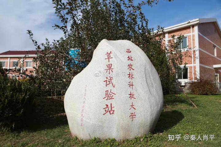 致富种植苹果故事简介_苹果种植致富故事_致富种植苹果故事视频
