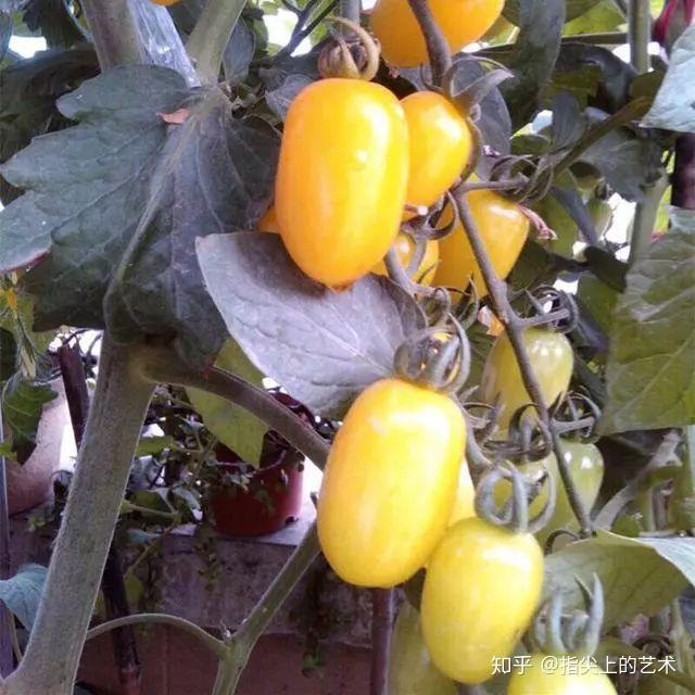 西红柿栽培_栽培西红柿种植农业技术与管理_农业种植西红柿栽培技术