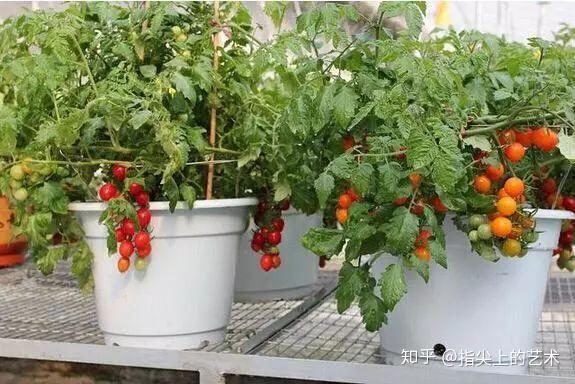 栽培西红柿种植农业技术与管理_西红柿栽培_农业种植西红柿栽培技术
