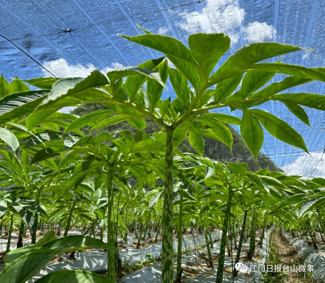 广东种植蔬菜致富_广东蔬菜种植基地_广东种植的蔬菜
