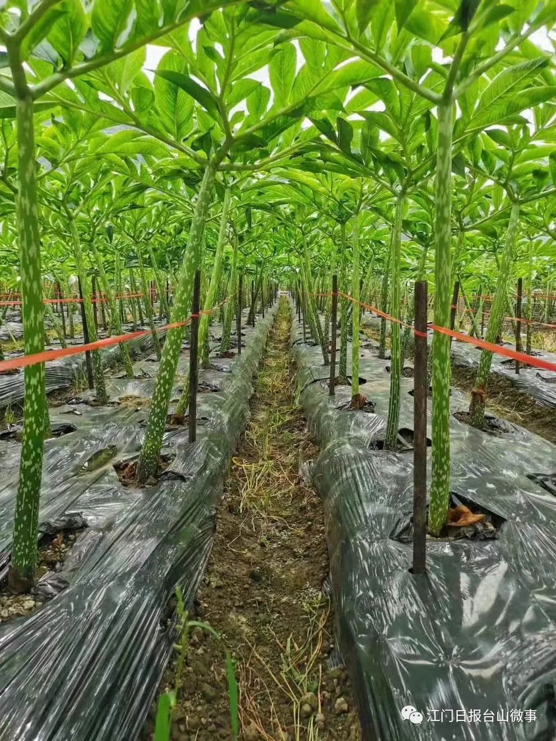 广东蔬菜种植基地_广东种植的蔬菜_广东种植蔬菜致富