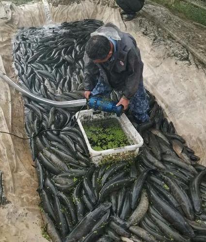 黑鱼花怎么养殖技术_黑花鱼怎么养_黑鱼水花养殖技术