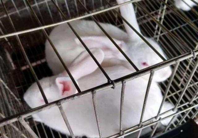 致富养殖人通过什么渠道_致富养殖业_通过养殖致富的人