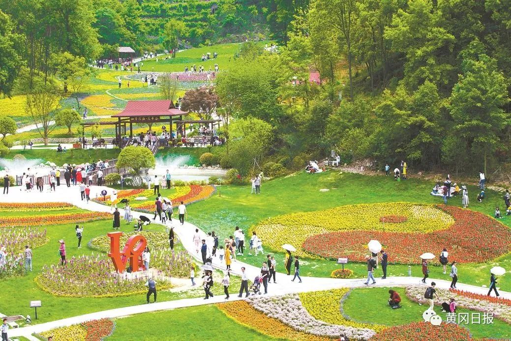 湖北桔梗种植致富_桔梗种植前景及价格_致富湖北种植桔梗视频