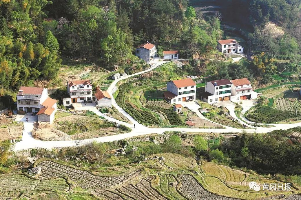湖北桔梗种植致富_致富湖北种植桔梗视频_桔梗种植前景及价格
