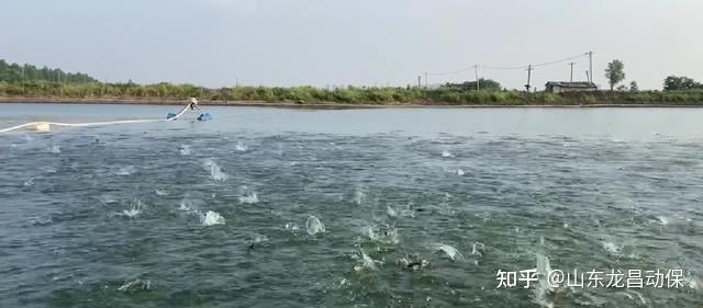 水库养殖北方黑鱼技术要点_北方水库黑鱼养殖技术_水库养殖黑鱼可以吗