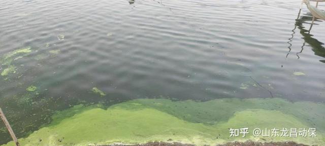北方水库黑鱼养殖技术_水库养殖黑鱼可以吗_水库养殖北方黑鱼技术要点