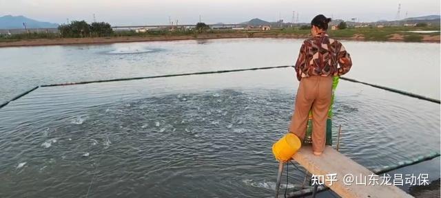 北方水库黑鱼养殖技术_水库养殖黑鱼可以吗_水库养殖北方黑鱼技术要点