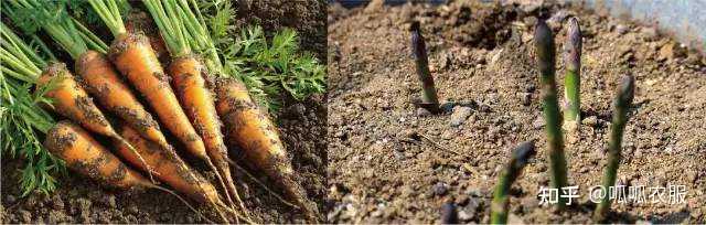 致富三农种植技术是什么_三农种植致富技术_三农致富经种植项目