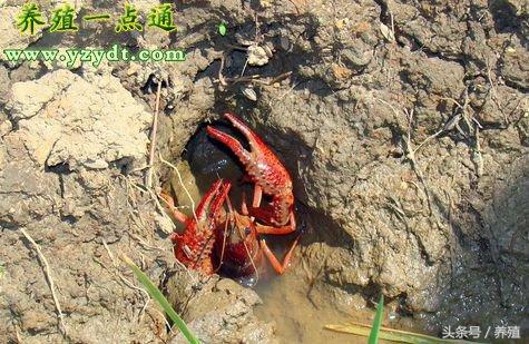 秋季龙虾如何捕捉_秋季龙虾养殖方法_小龙虾秋季养殖技术